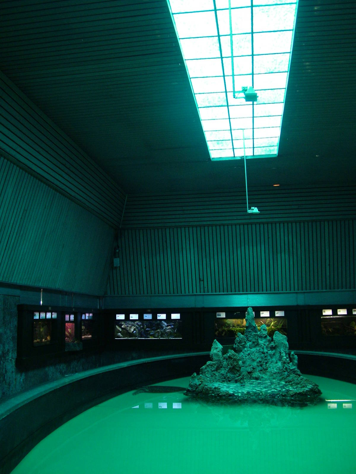 Sea Turtle Exhibit at Vasco da Gama Aquarium, 25/05/11