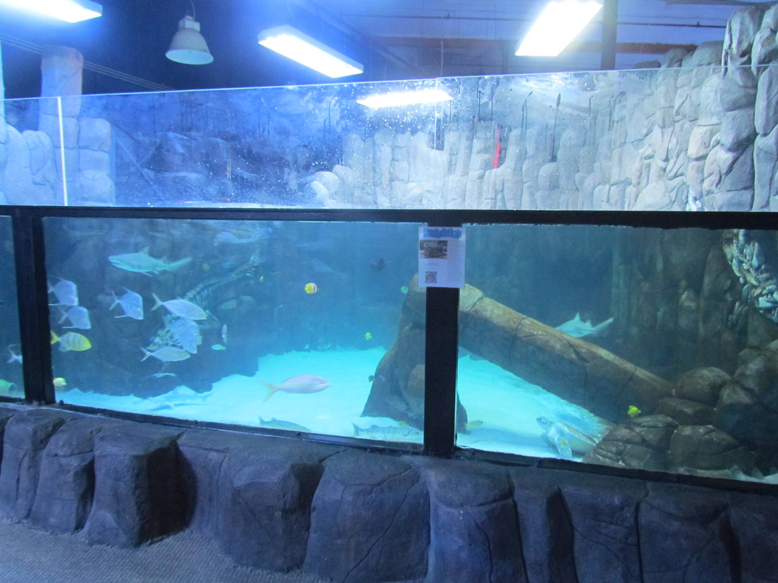 Sea Turtle Exhibit