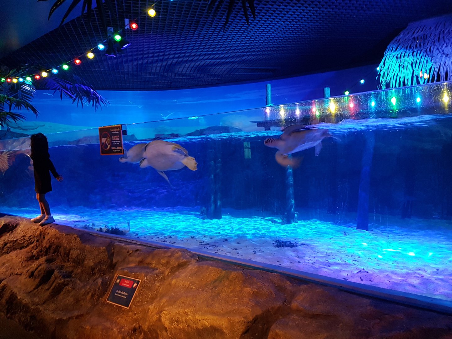 Sea turtle exhibit