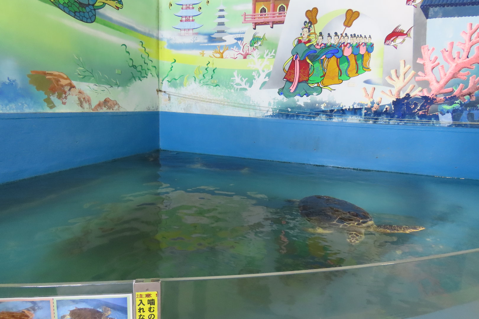 Sea turtle exhibit