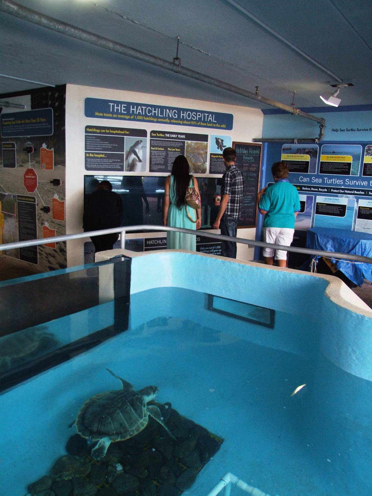 Sea Turtle Exhibits at Mote, 07/10/13