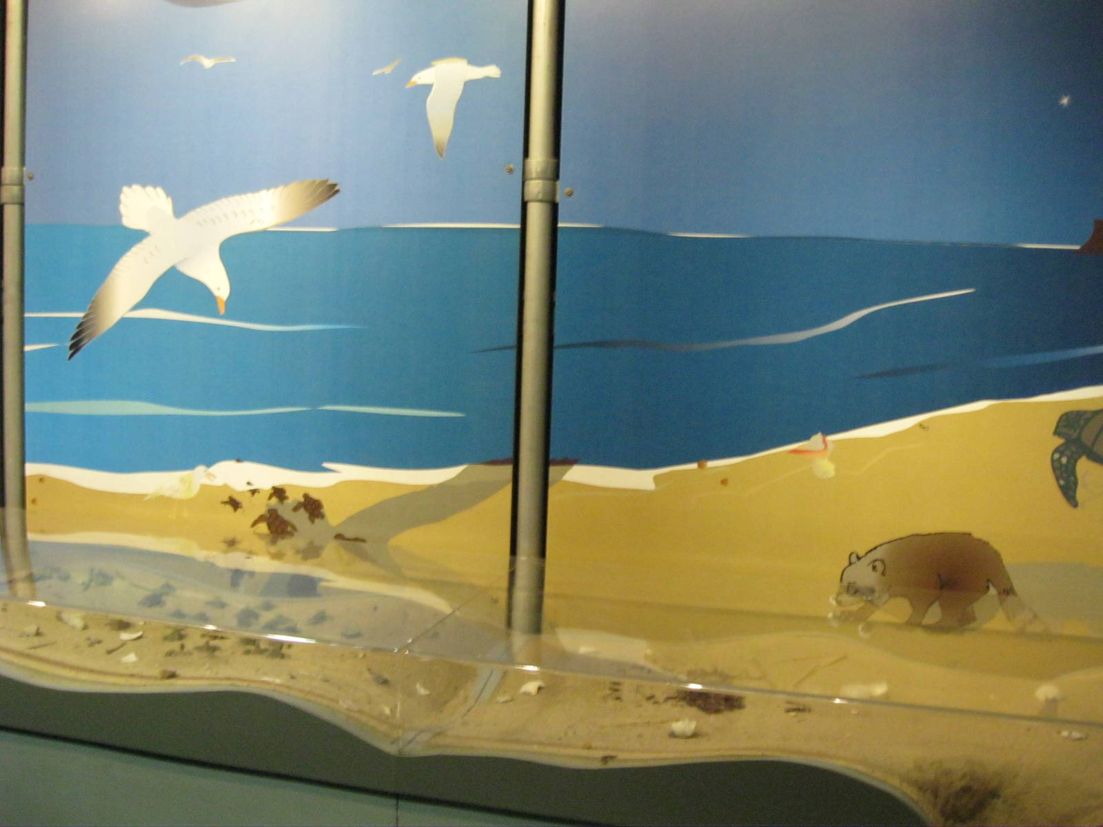 Sea Turtle Hatchling Diorama