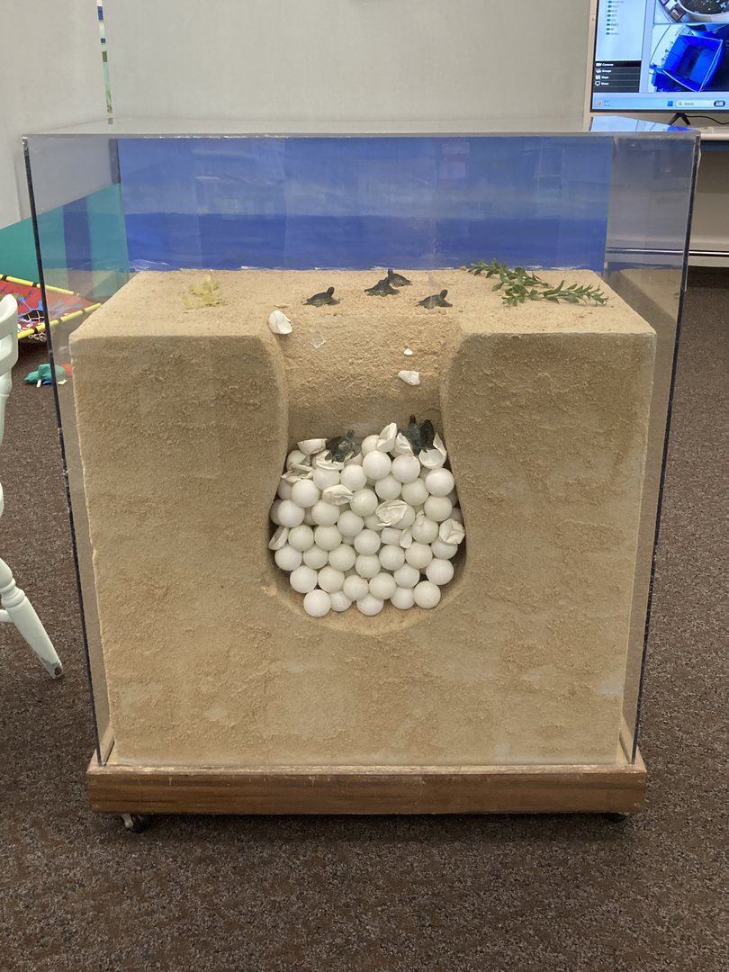 Sea turtle hatchlings diorama