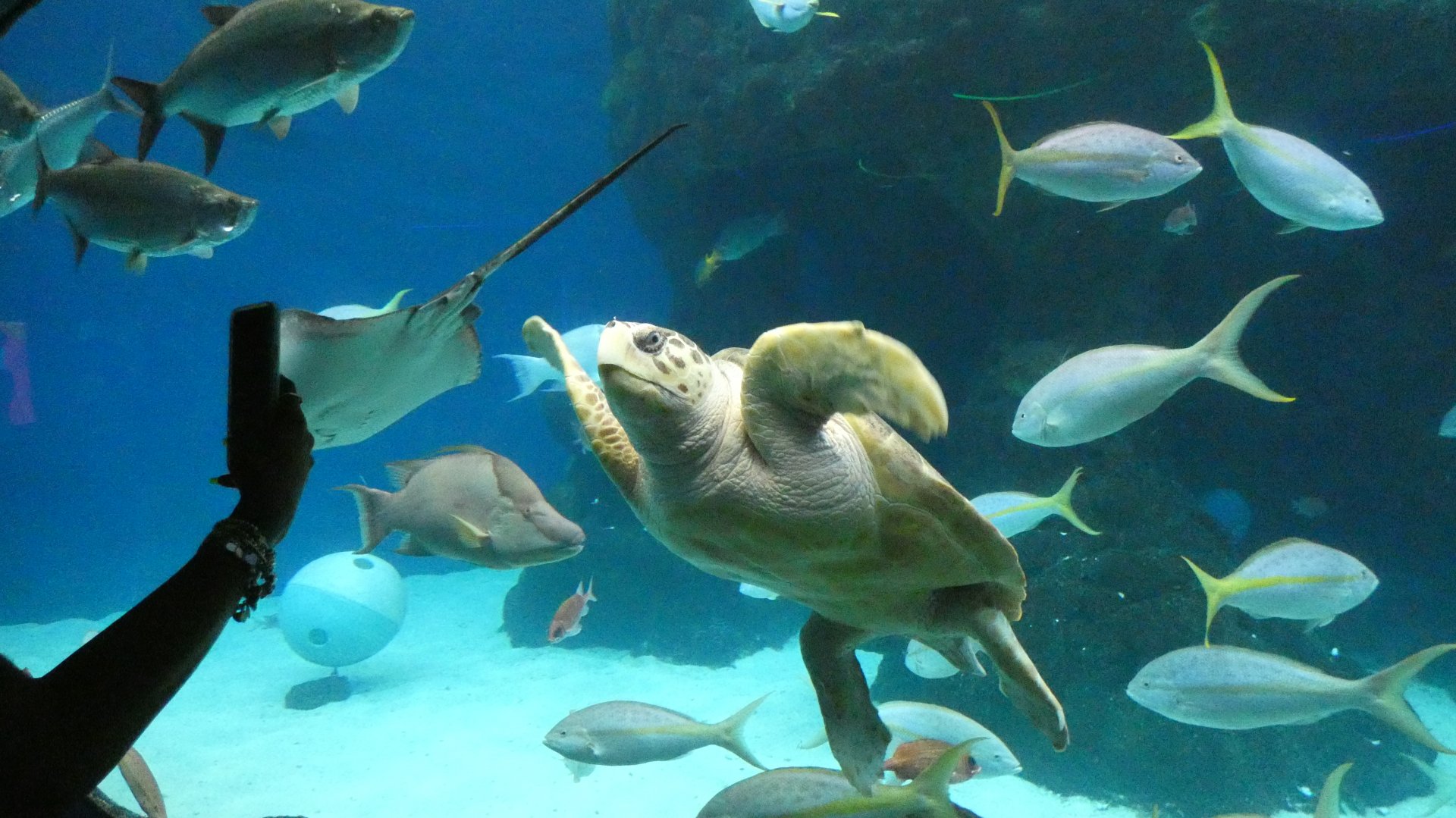 Sea Turtle, Heart of the Sea Tank, Waves of Wonder - Aug. 2021