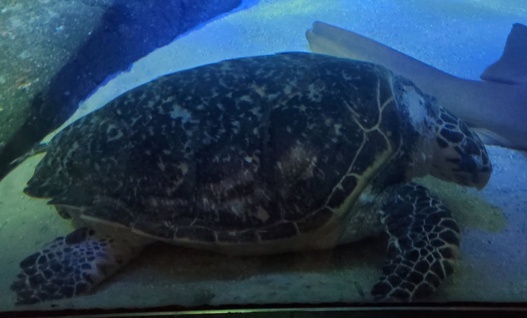 Sea Turtle ID - New York Aquarium 2022 (Ocean Wonders)