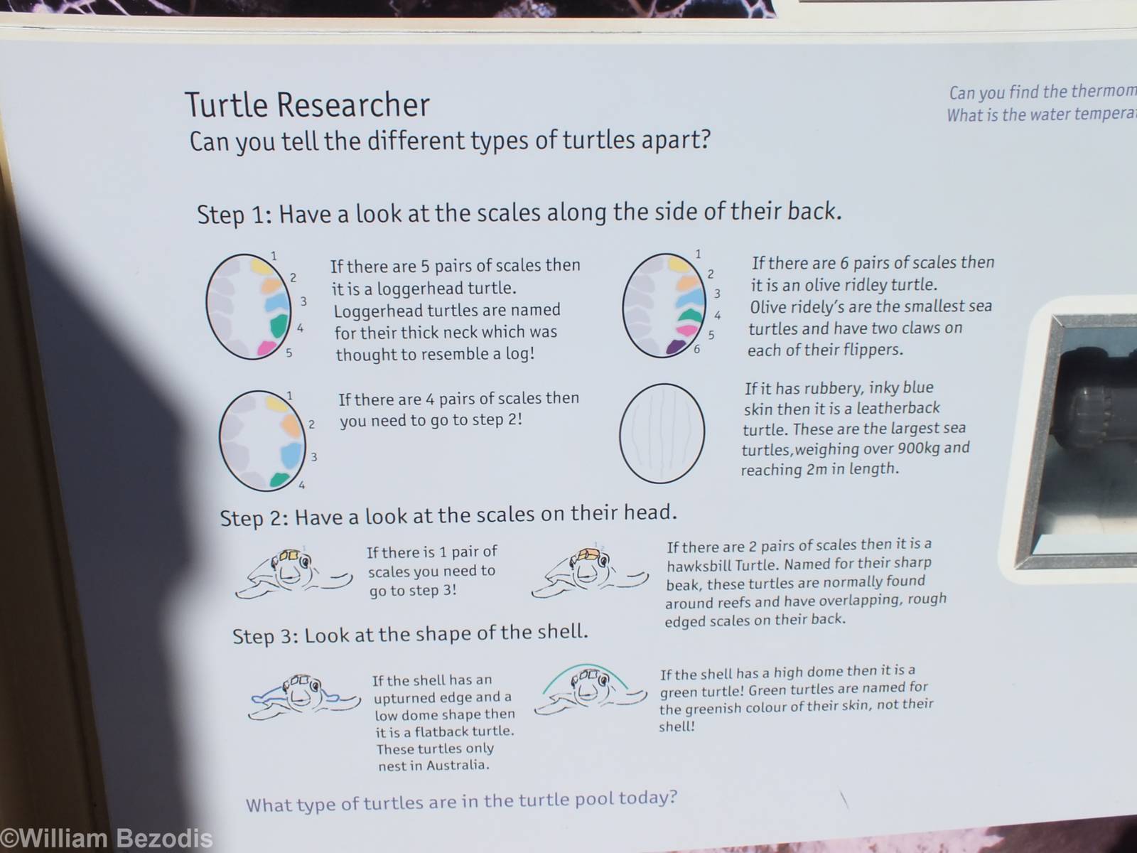 Sea Turtle Identification Key