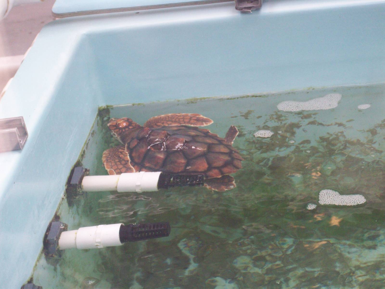 Sea Turtle in quarantine.