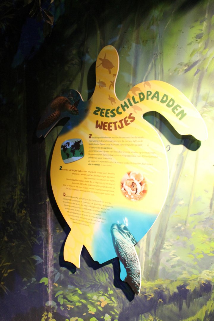 Sea turtle info-sign