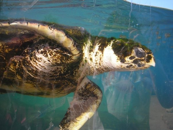 Sea Turtle, Mallorca Aquarium, April 2008