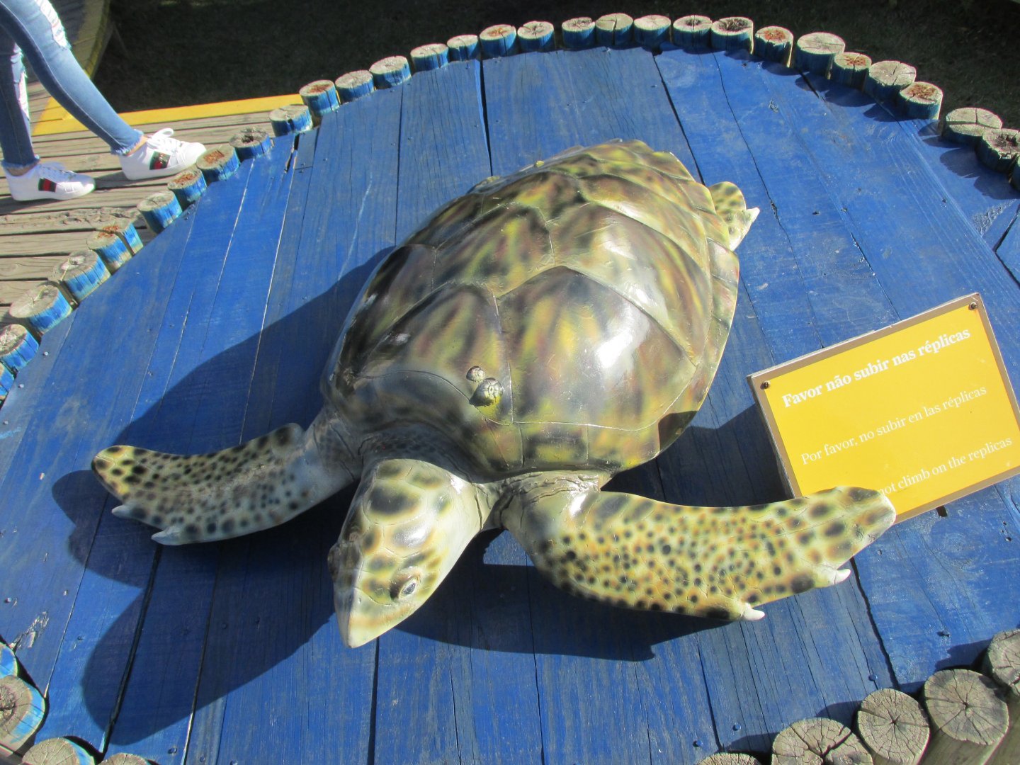 sea turtle model