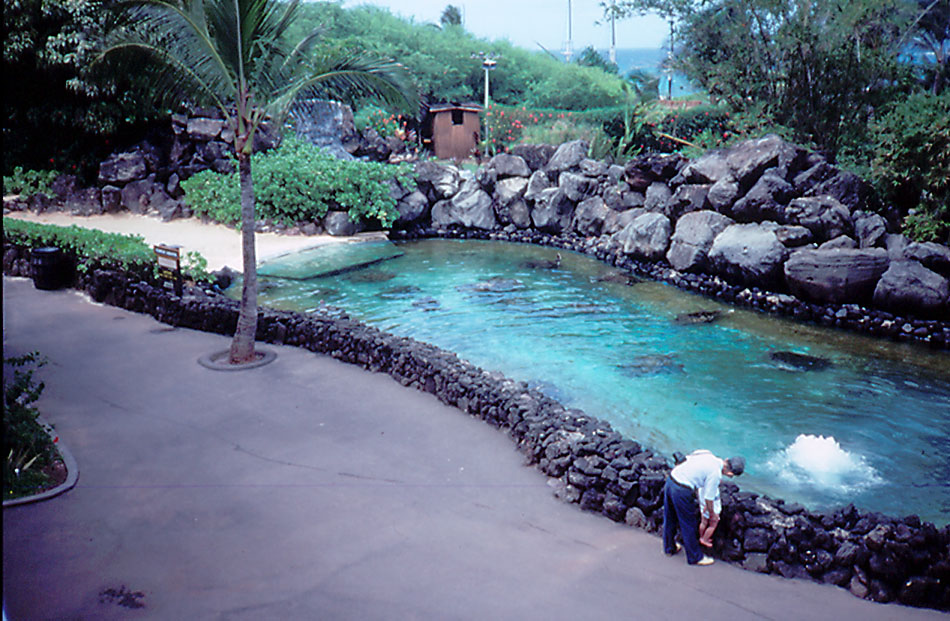 Sea Turtle Pool - 1987