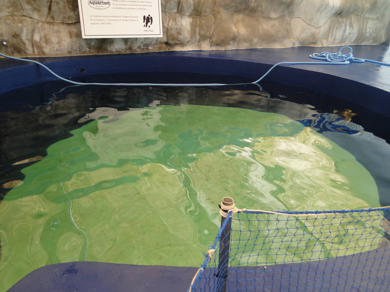 Sea turtle pool
