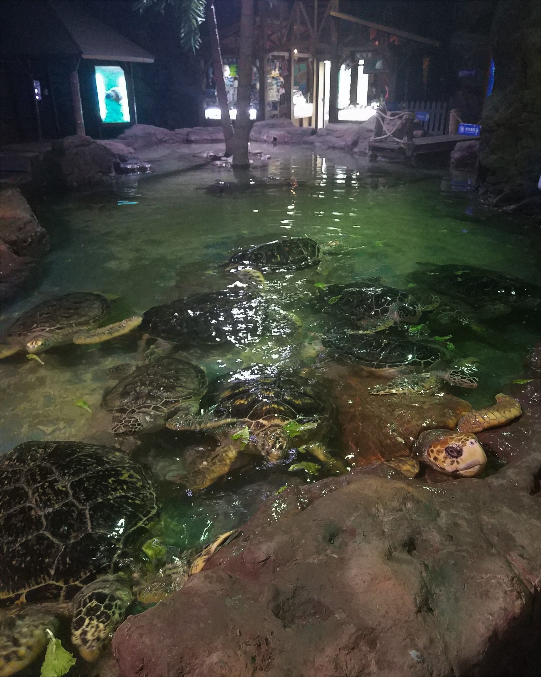 Sea Turtle Pool