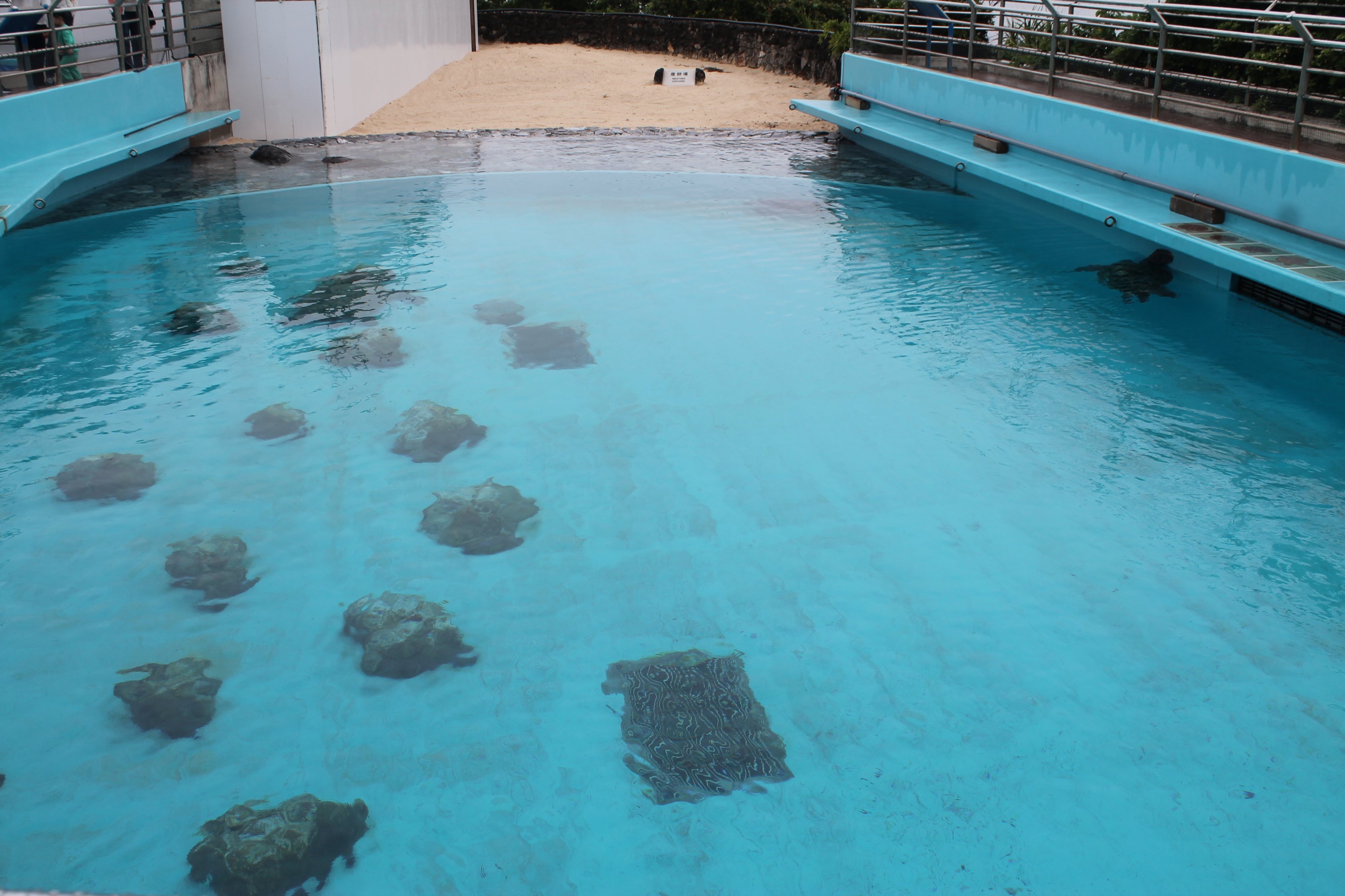 Sea Turtle pool