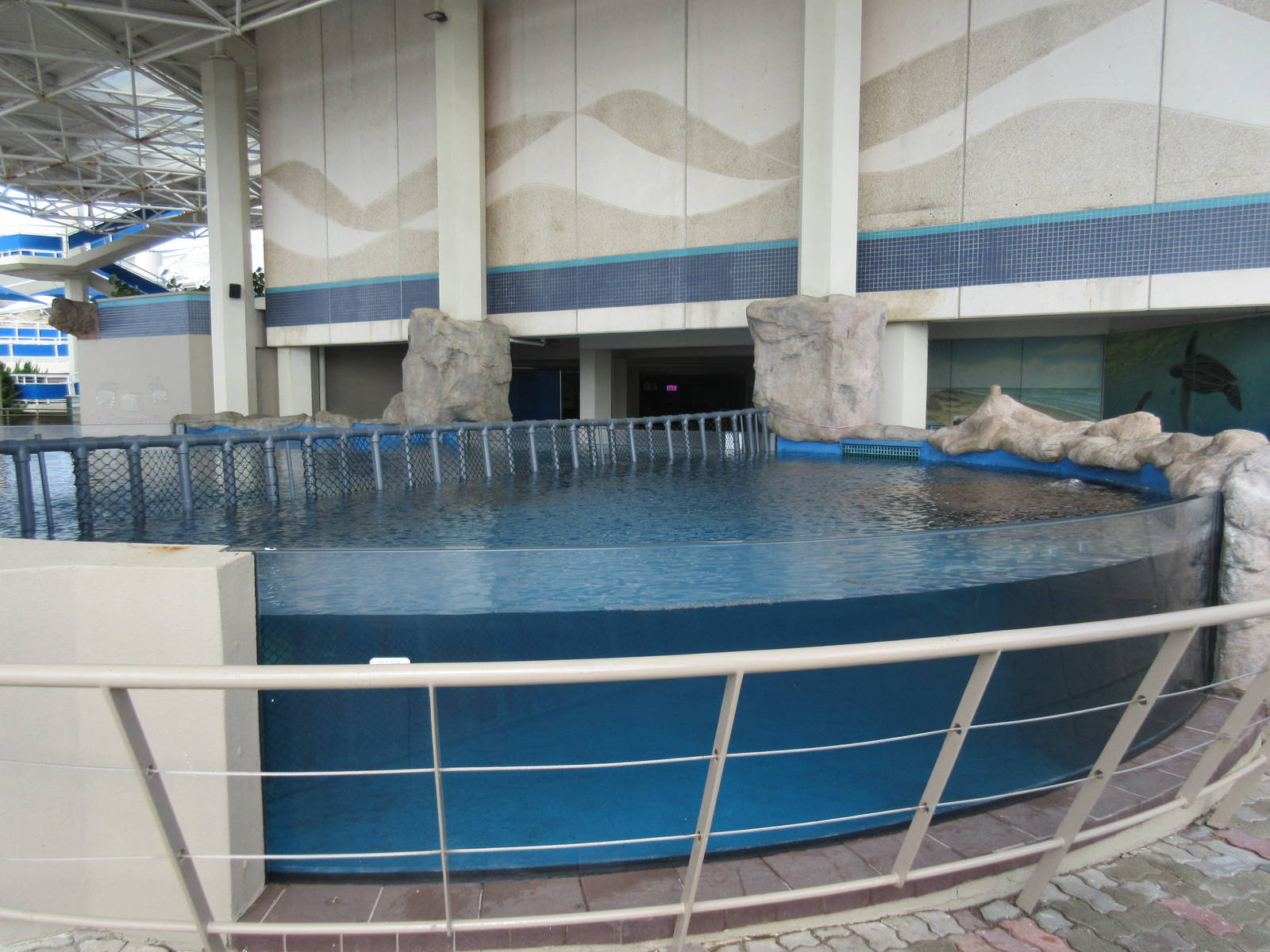 Sea Turtle Pools (4 Species)