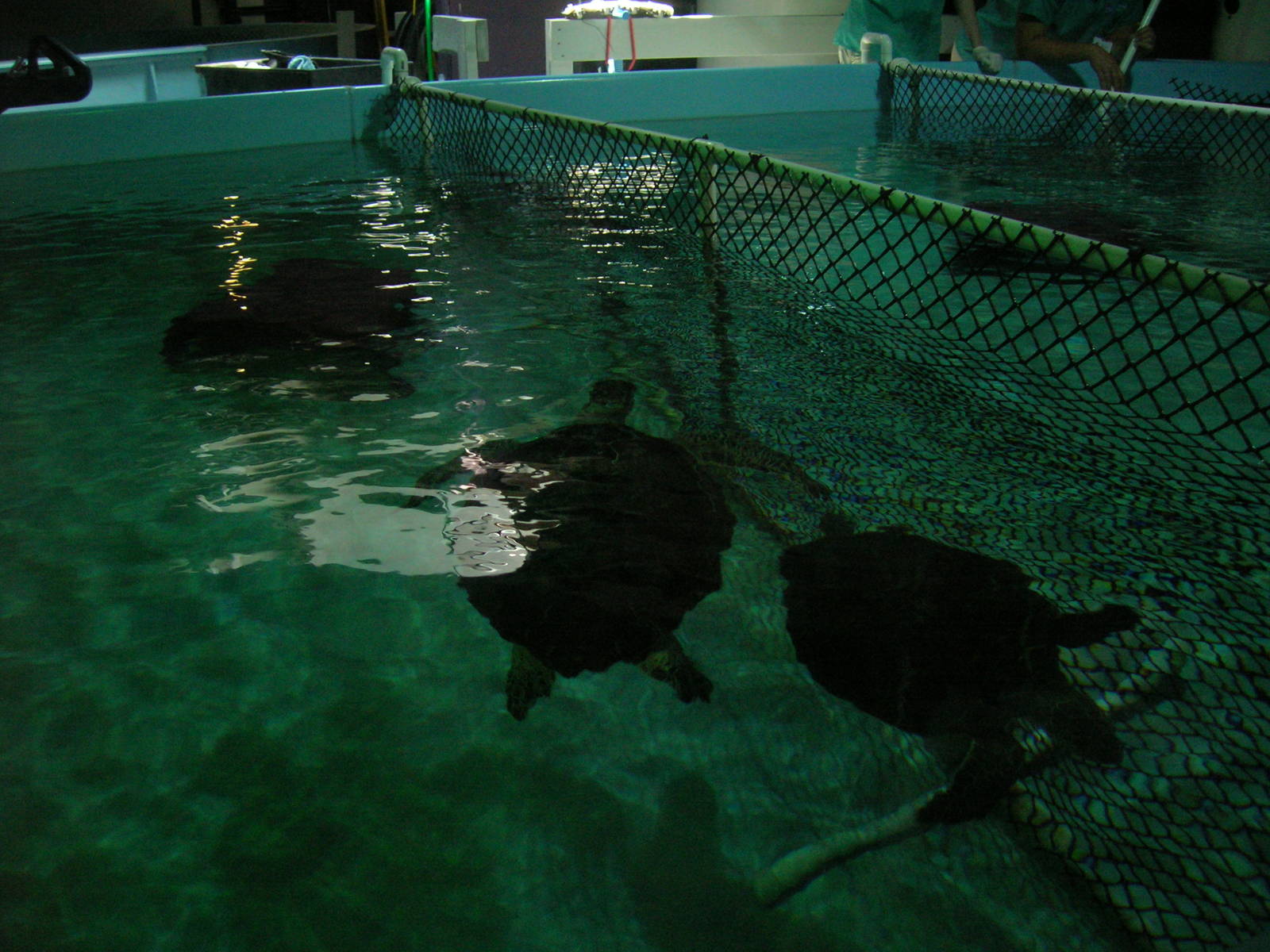 Sea Turtle Recovery Center