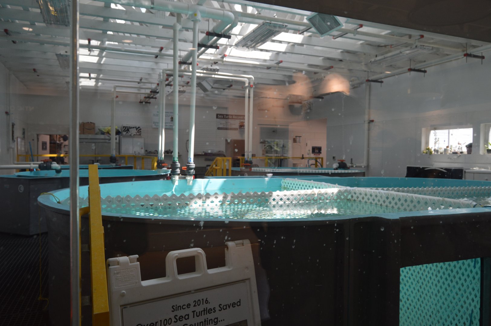 Sea Turtle Recovery - Interior Pools