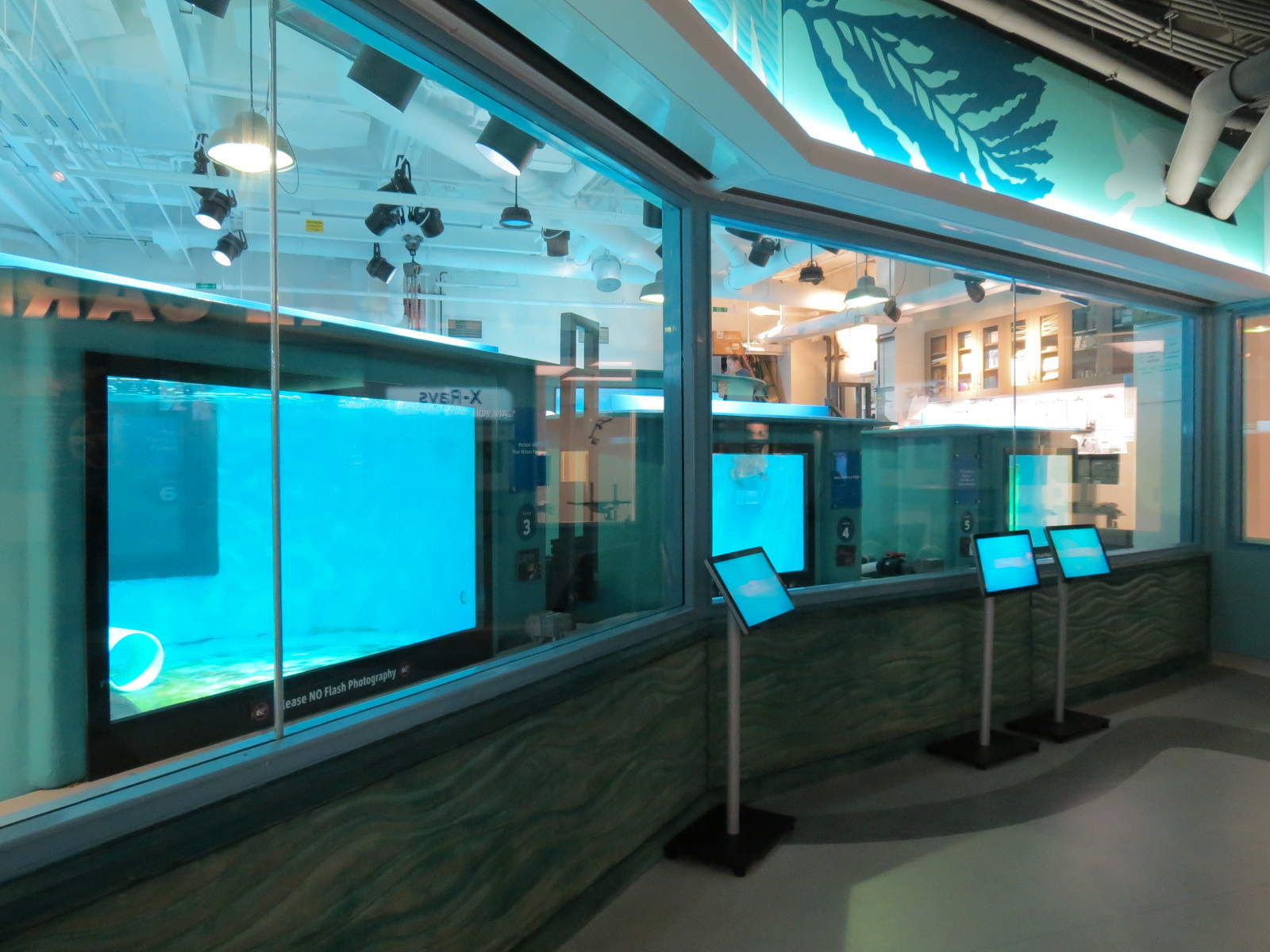 Sea Turtle Recovery - Rehabilitation Tanks