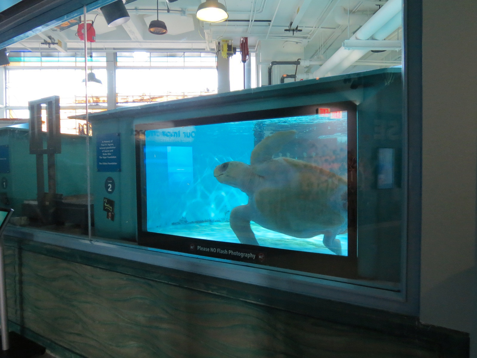 Sea Turtle Recovery - Rehabilitation Tanks