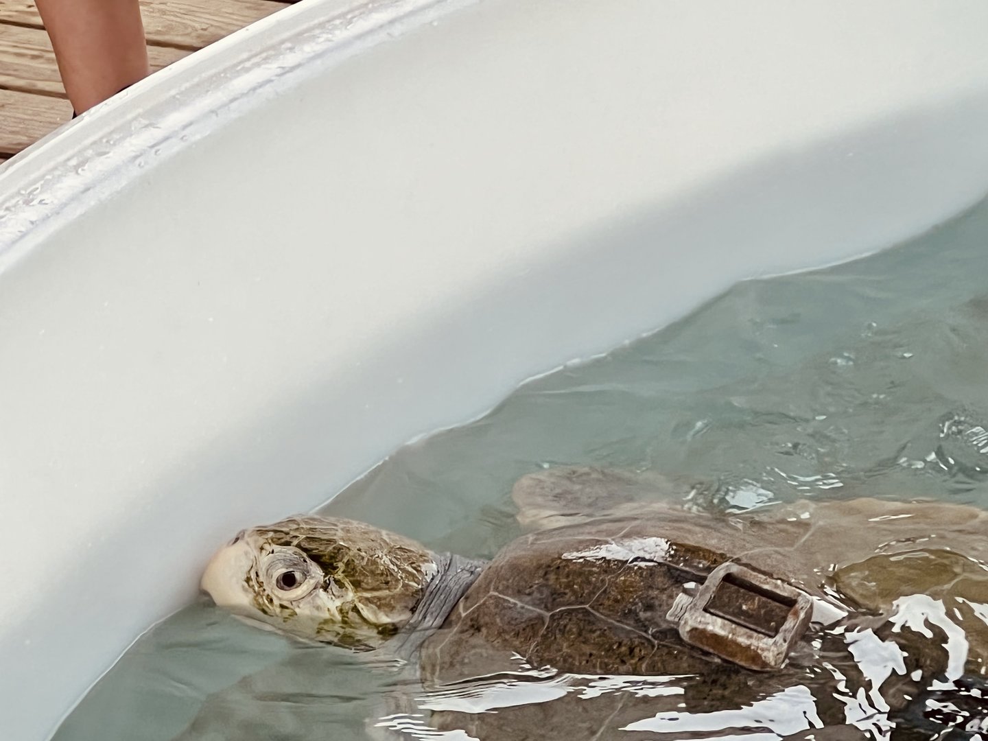 Sea Turtle Rehab