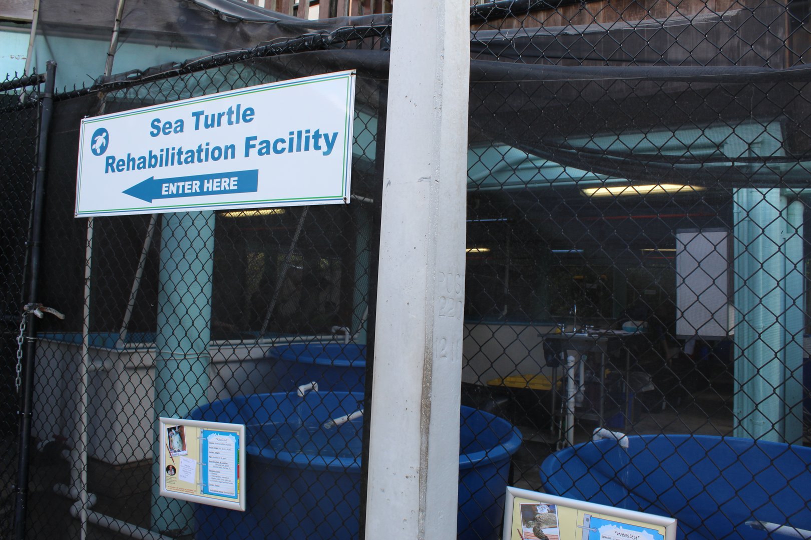 Sea Turtle Rehabilitation Center