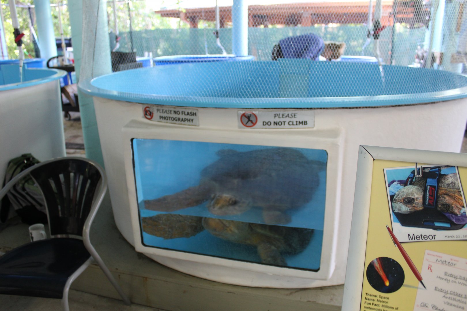Sea Turtle Rehabilitation Pool