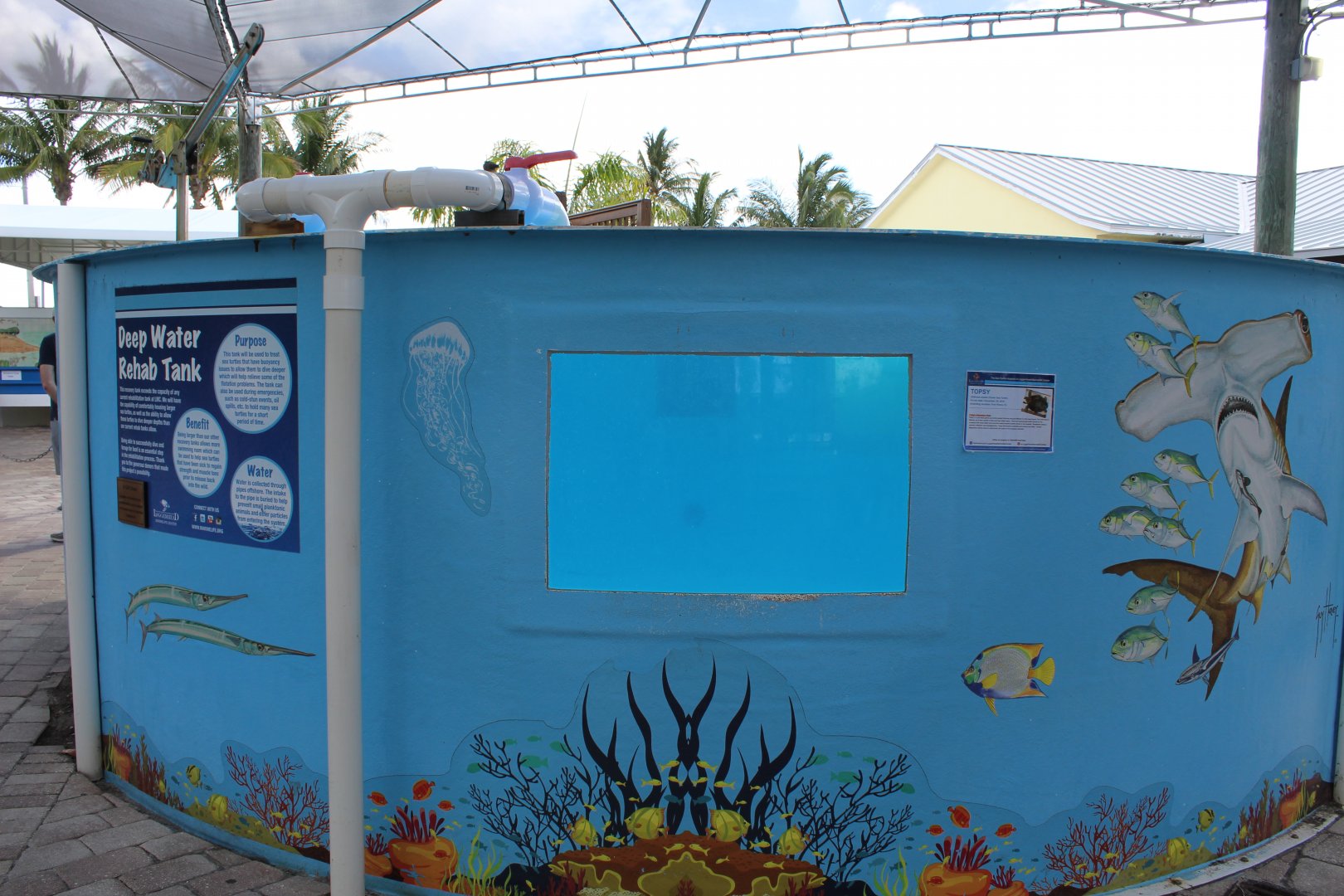 Sea Turtle Rehabilitation Pool