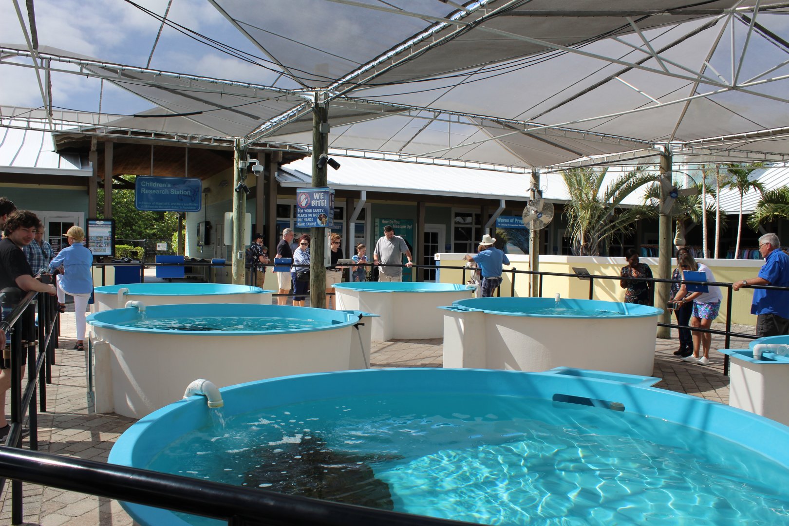 Sea Turtle Rehabilitation Pools