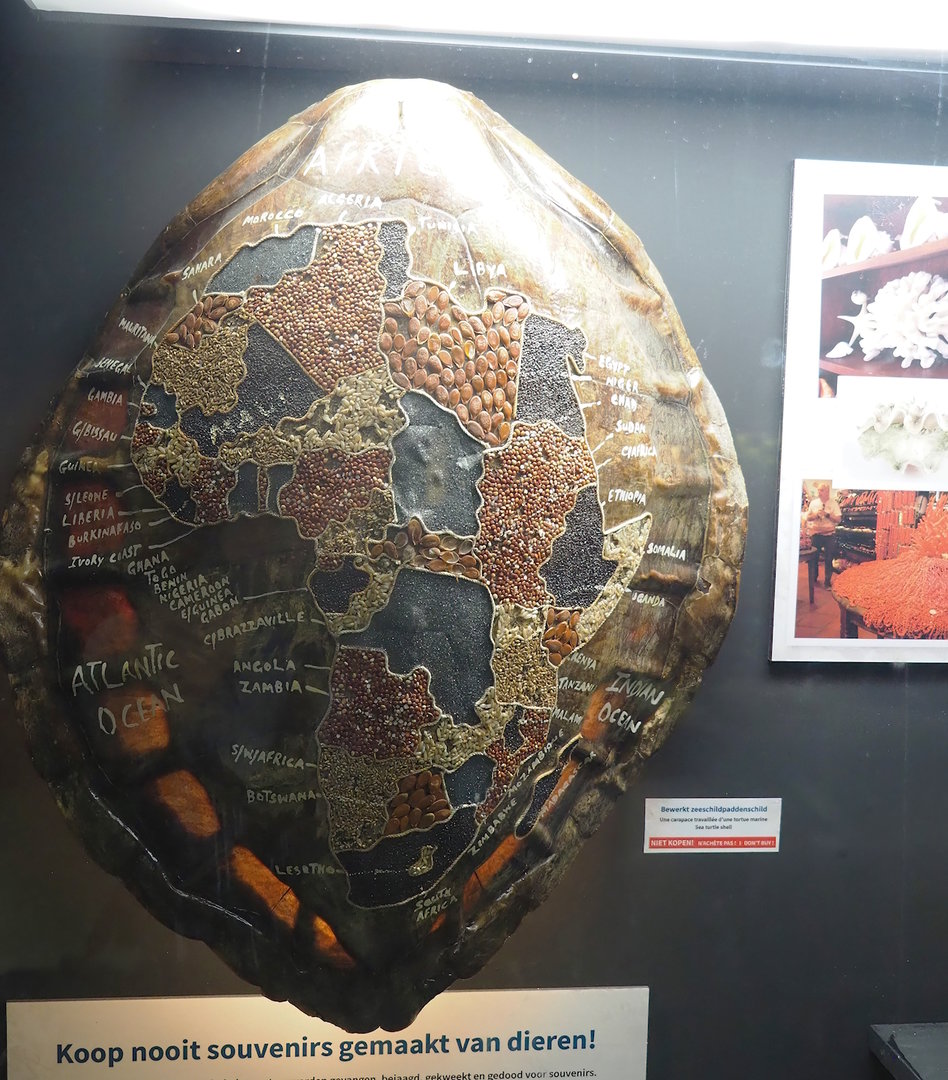 Sea turtle shell souvenir in educational display, 2022-09-04