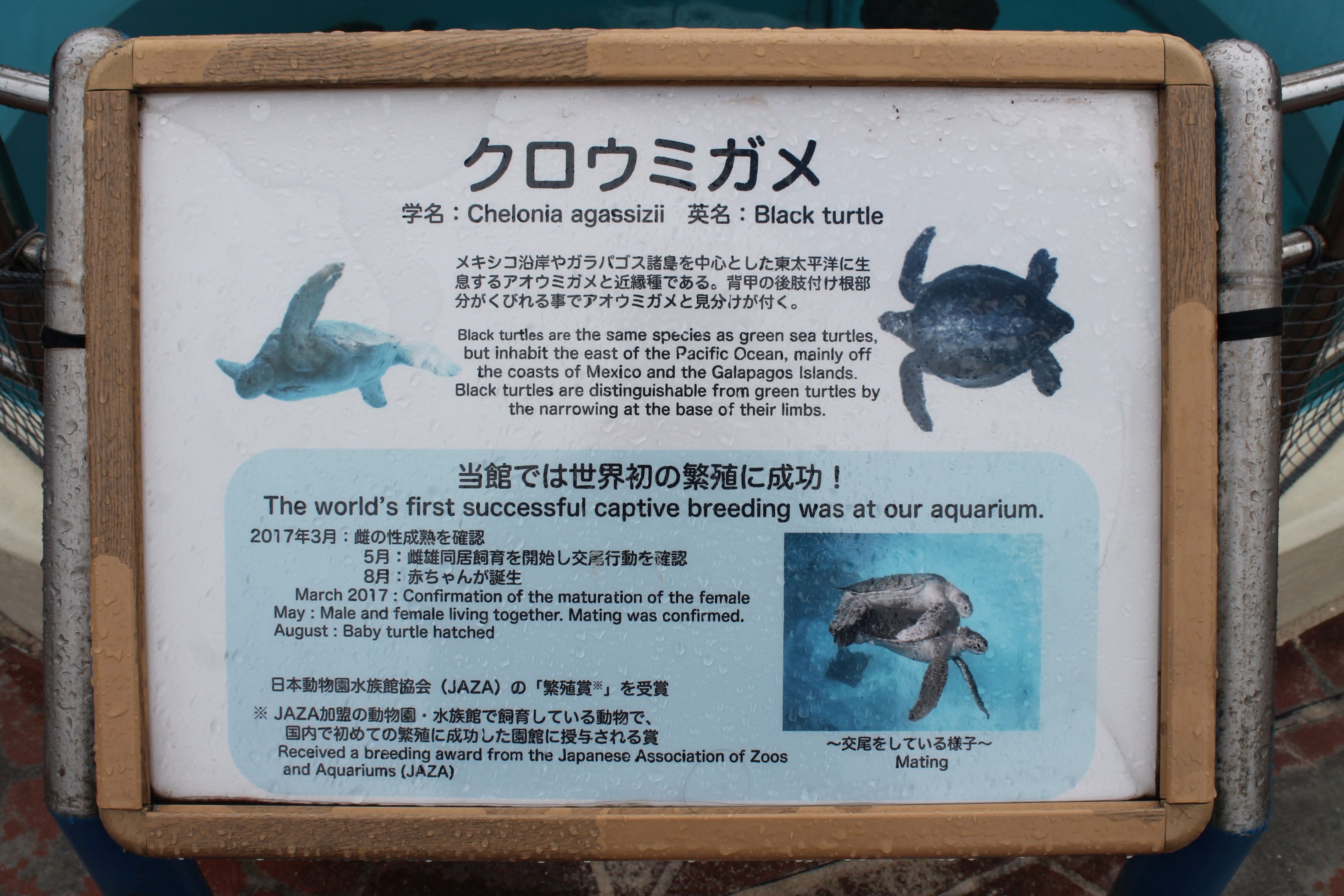 Sea Turtle signage