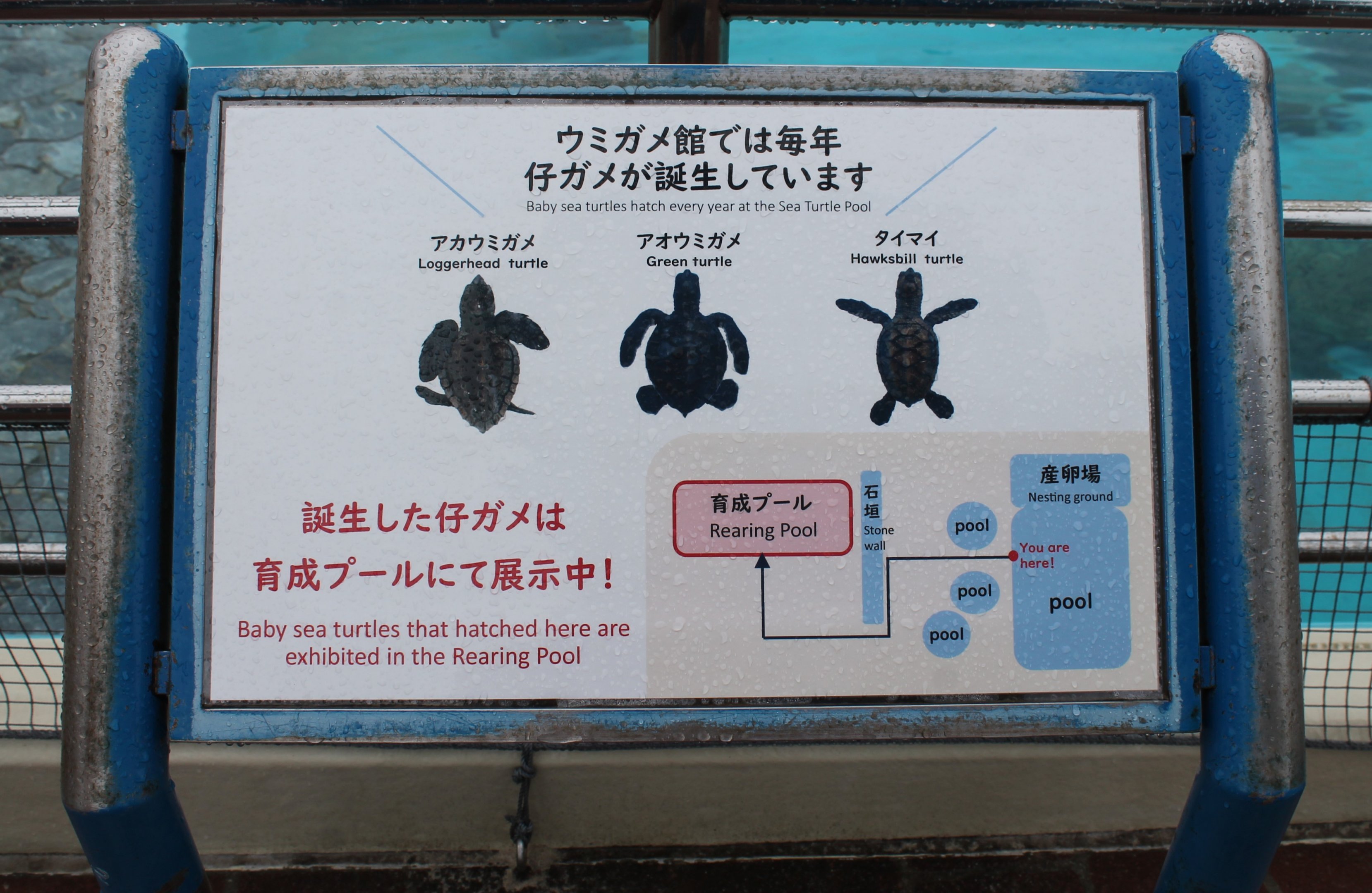 Sea Turtle signage