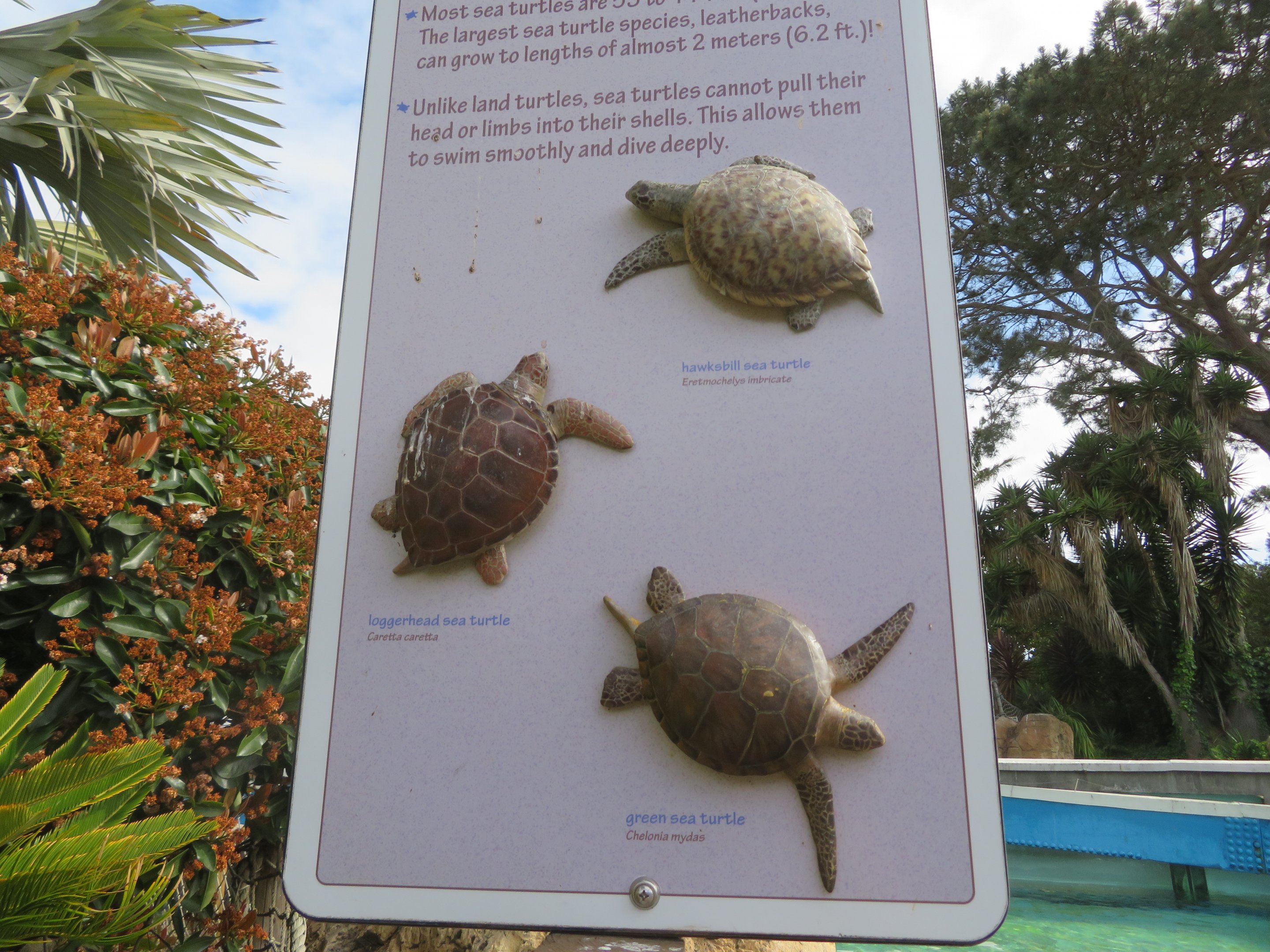 Sea Turtle Signage