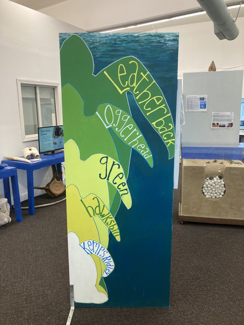 Sea turtle size diagram sign