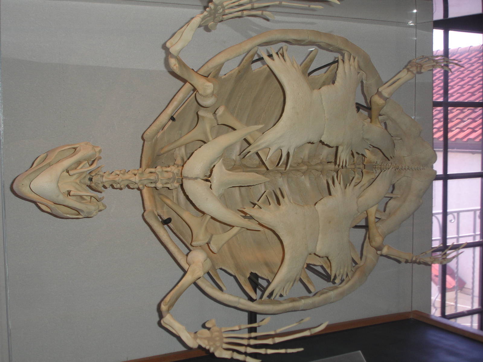 Sea Turtle Skeleton