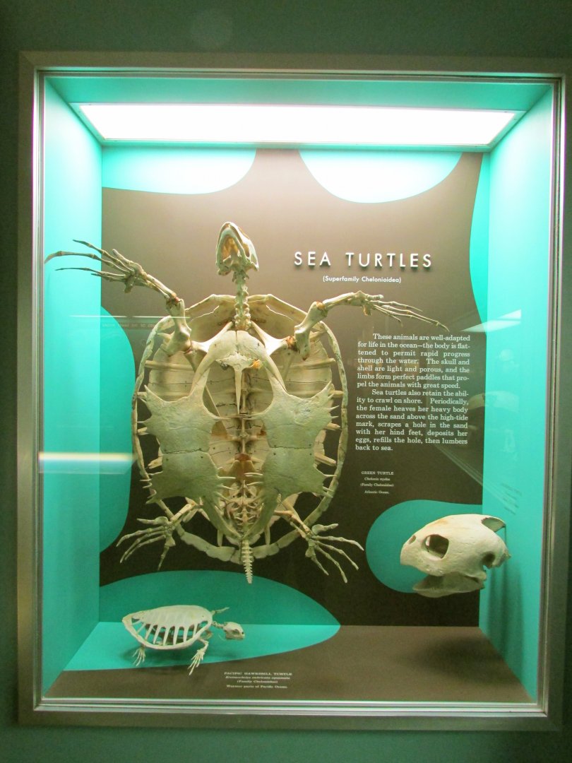 Sea Turtle Skeletons