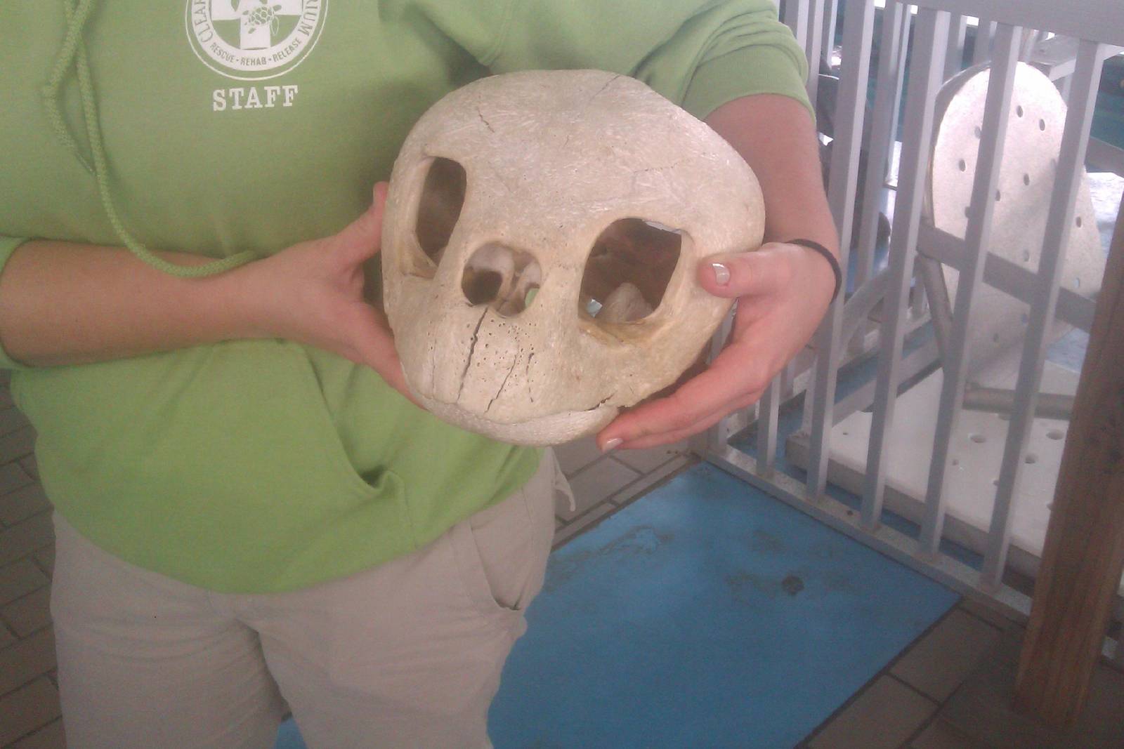 Sea Turtle Skull