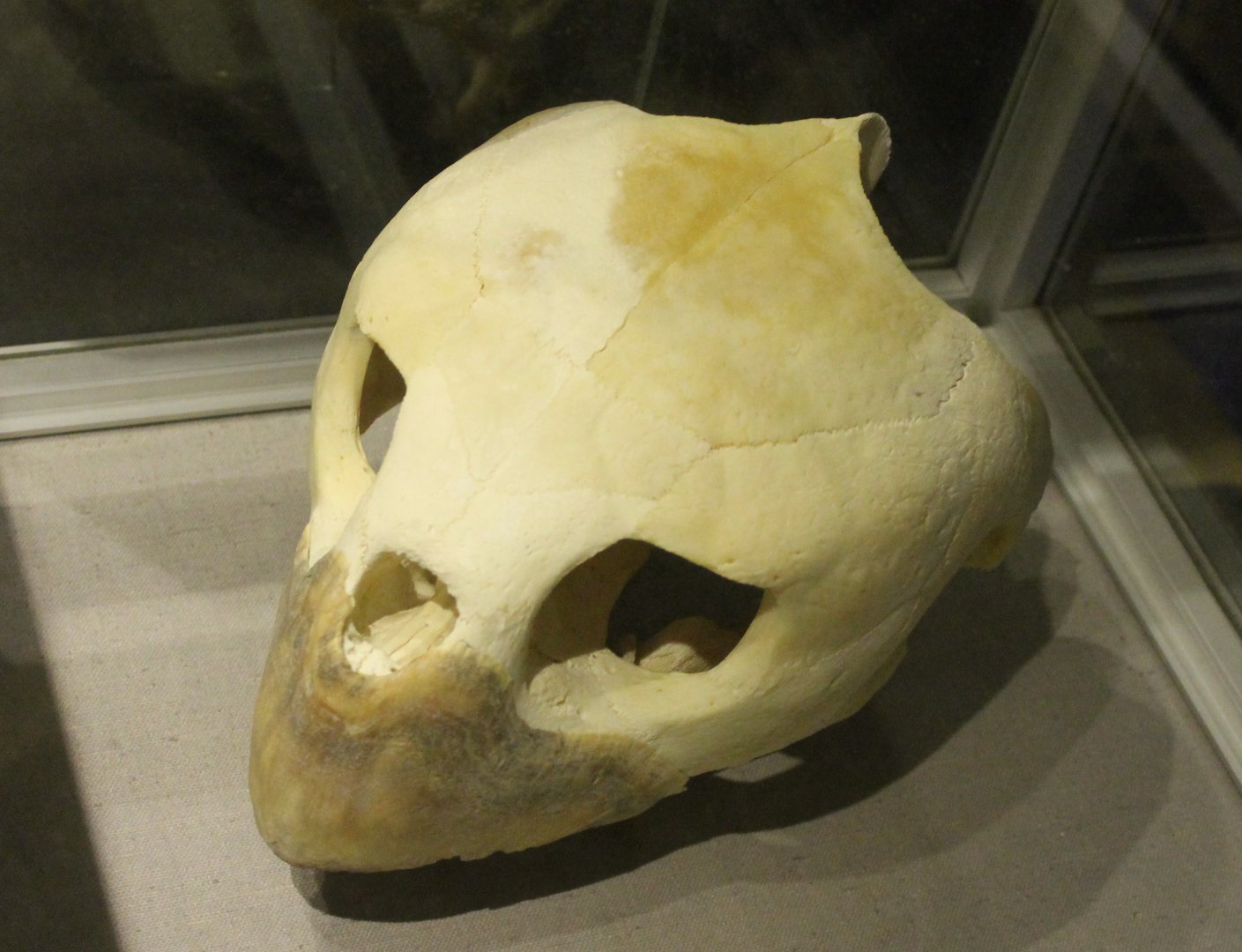 Sea turtle skull