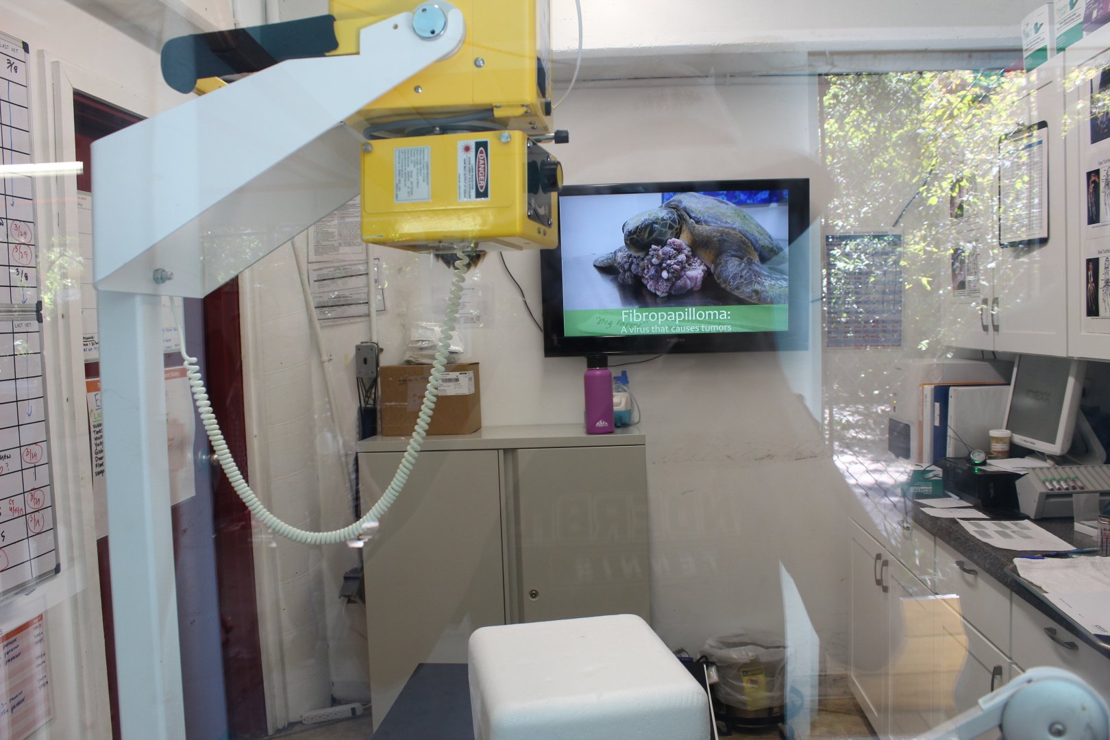 Sea Turtle Surgery Room