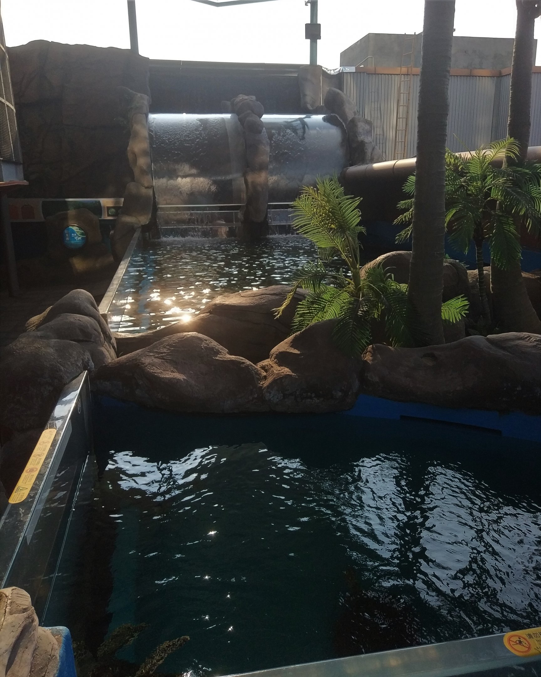 Sea Turtle Tank and Chinese Sturgeon Tank