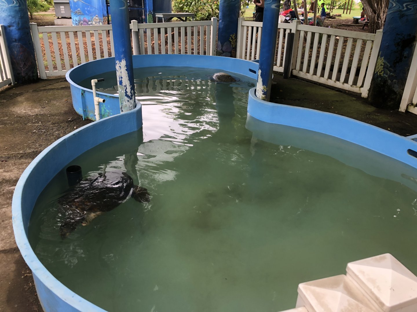 Sea turtle tank (Parque Marino del Pacifico)