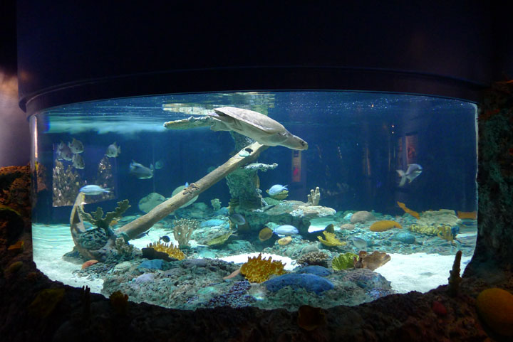 sea turtle tank