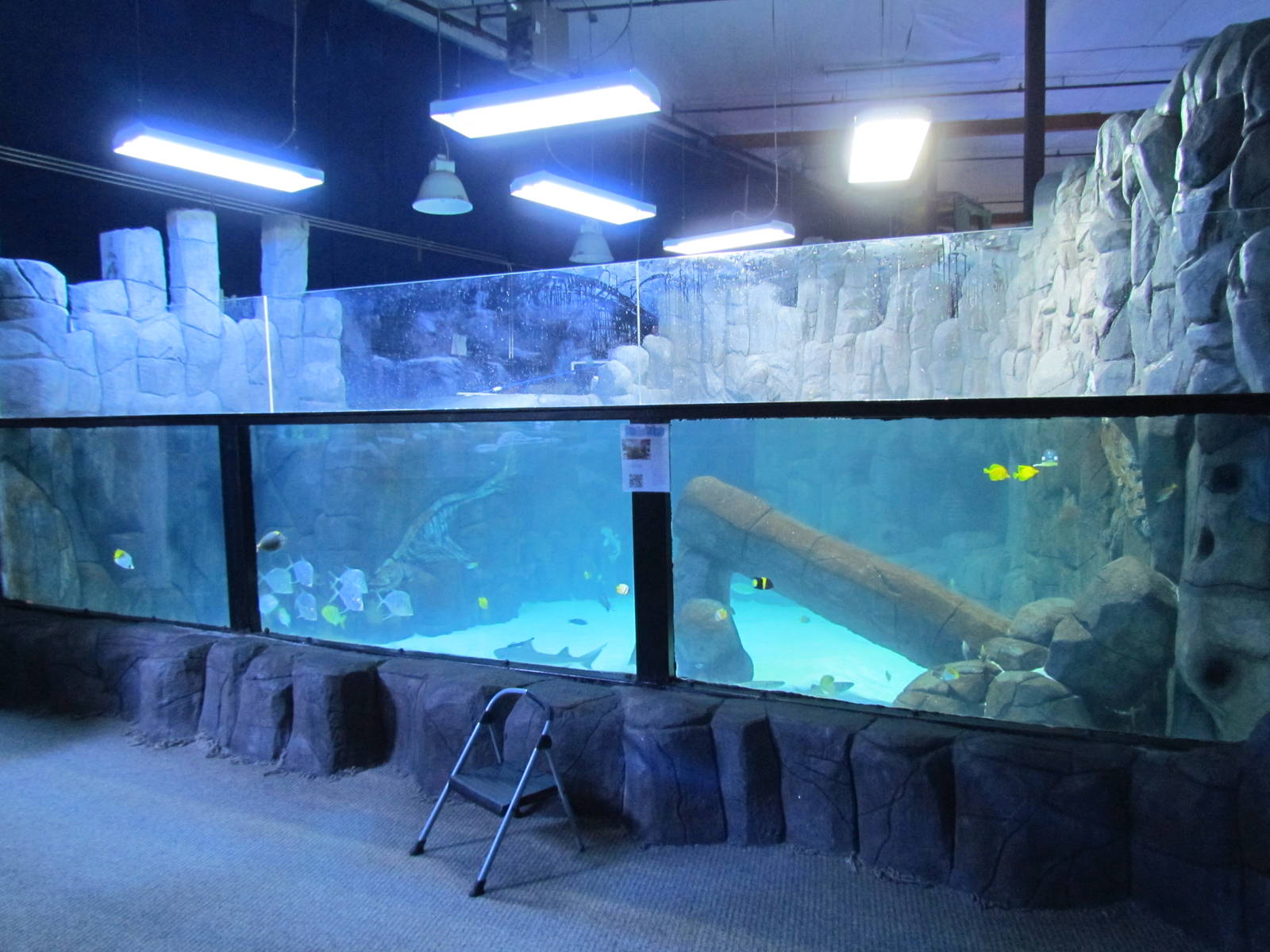 Sea Turtle Tank