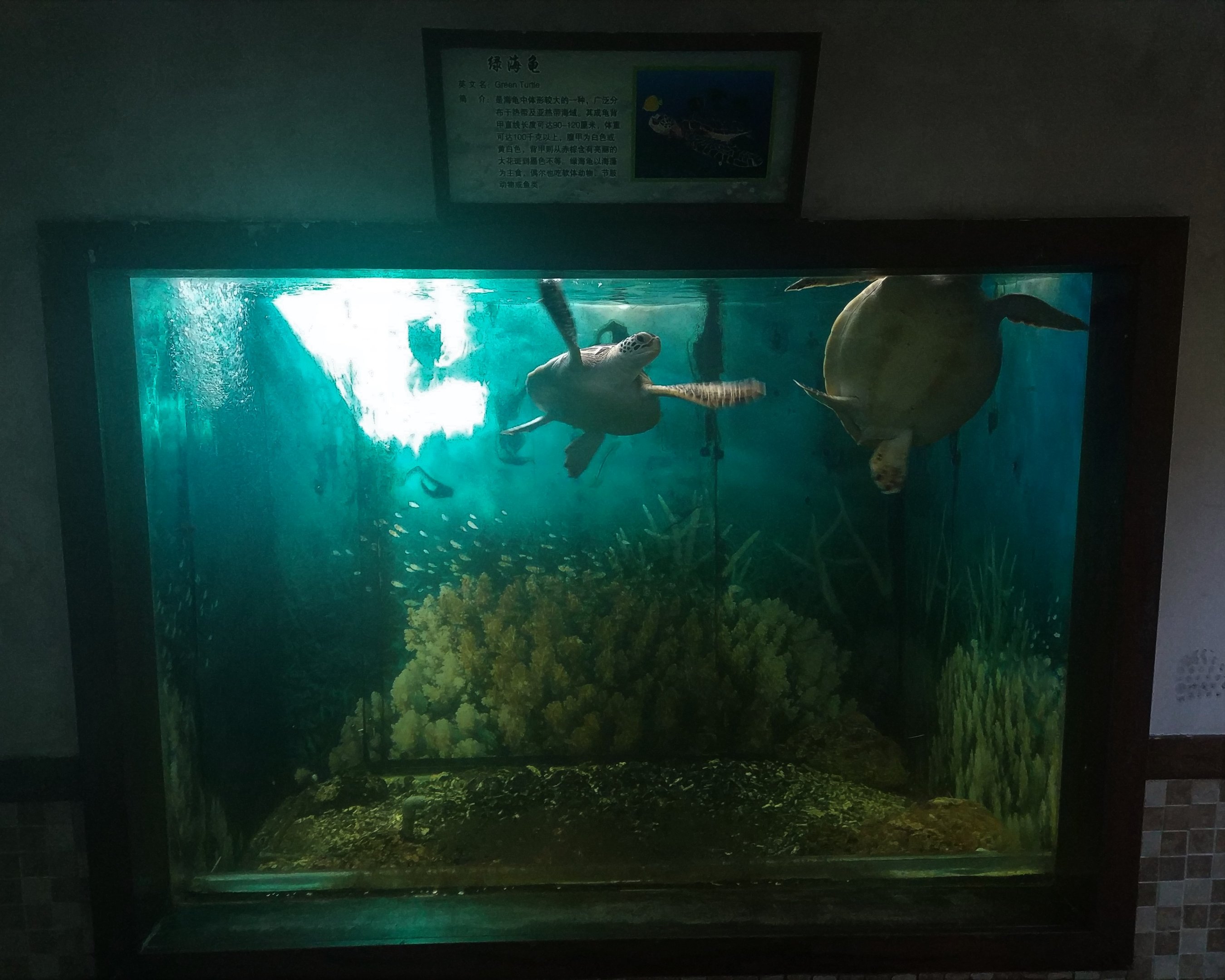 Sea Turtle Tank