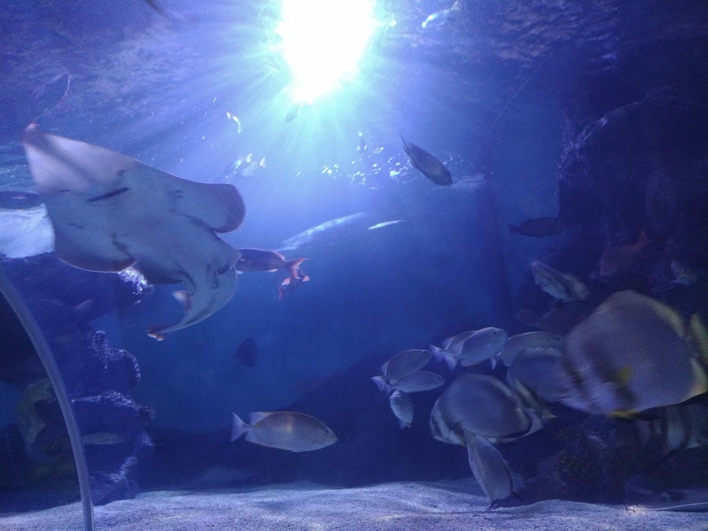 Sea turtle tunnel view at sea life
