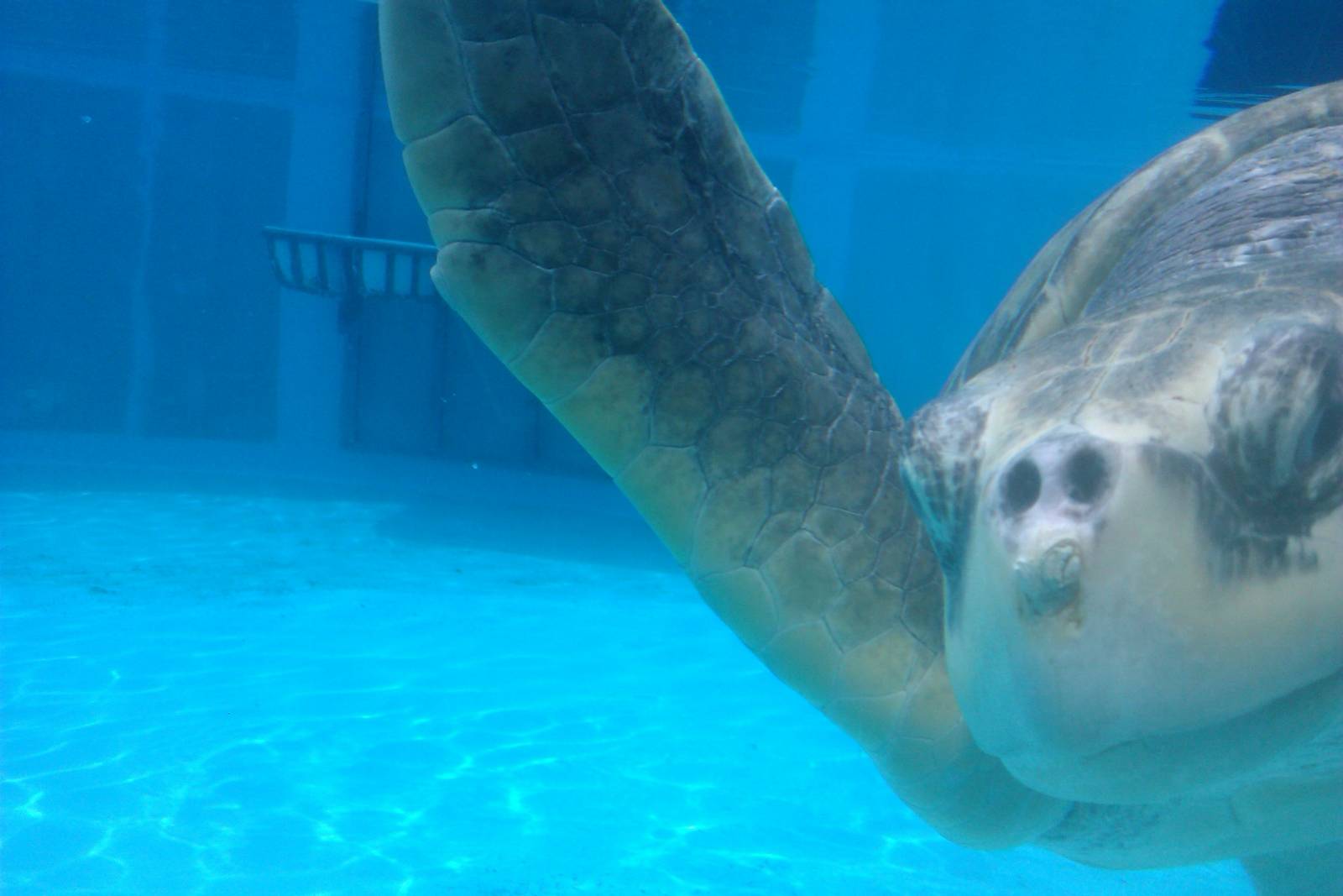 Sea Turtle Up Close and Personal
