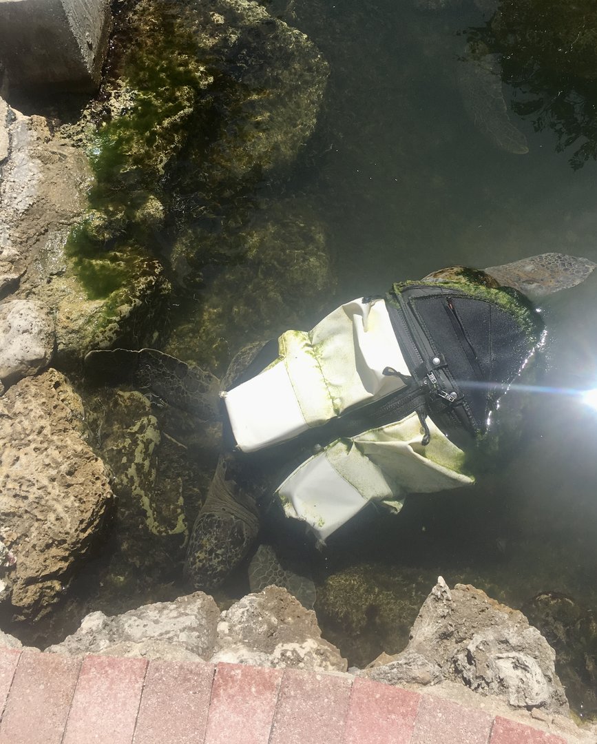 Sea Turtle With Life Vest