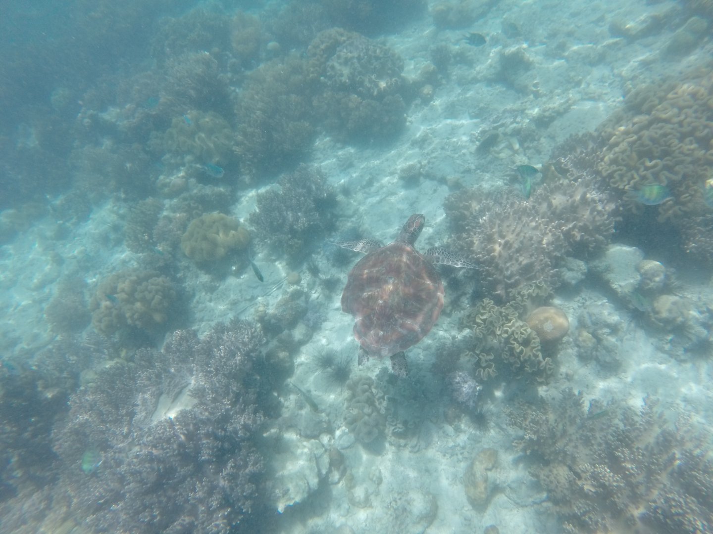 Sea turtle with missing limb