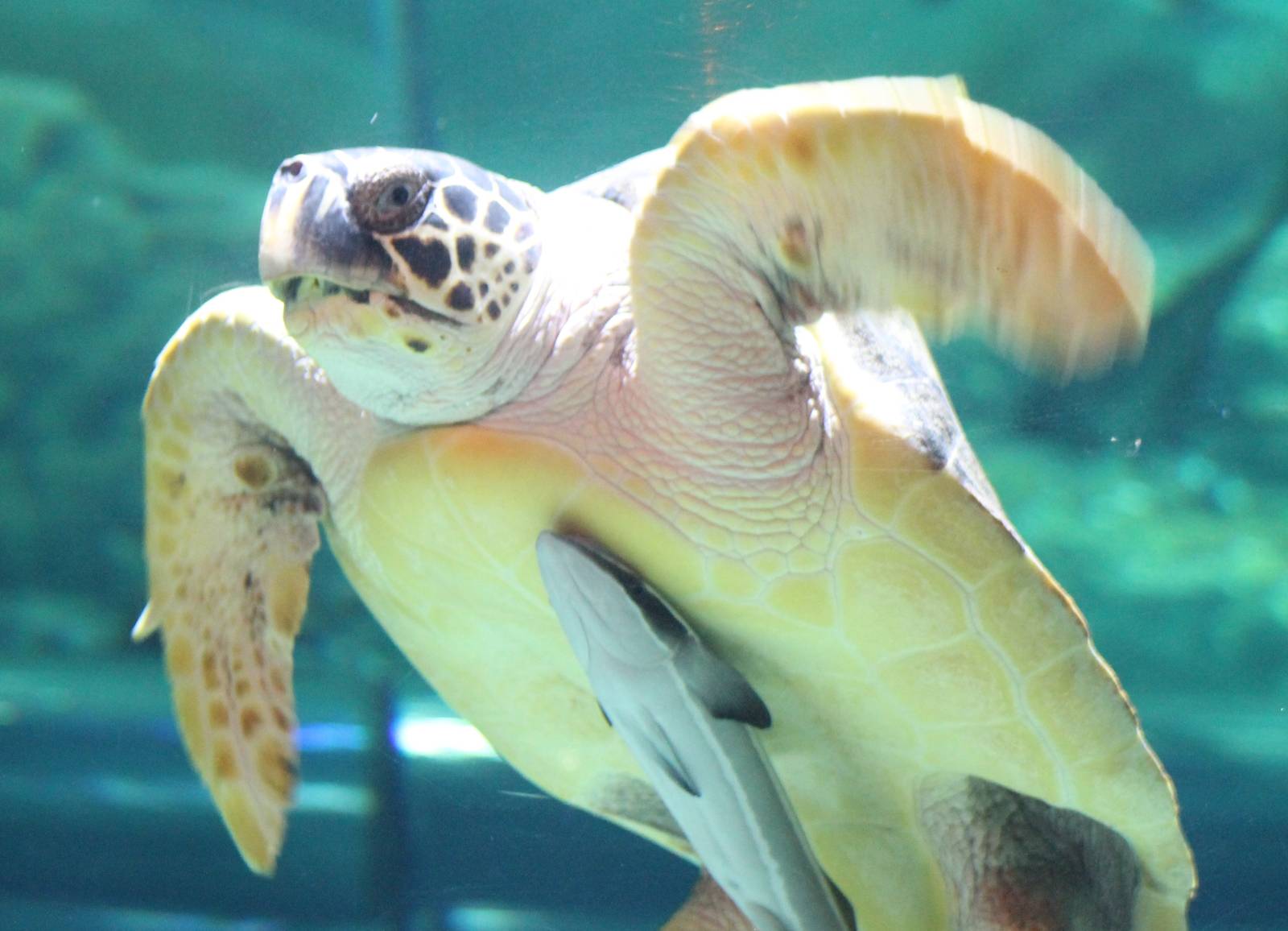 Sea turtle with remora