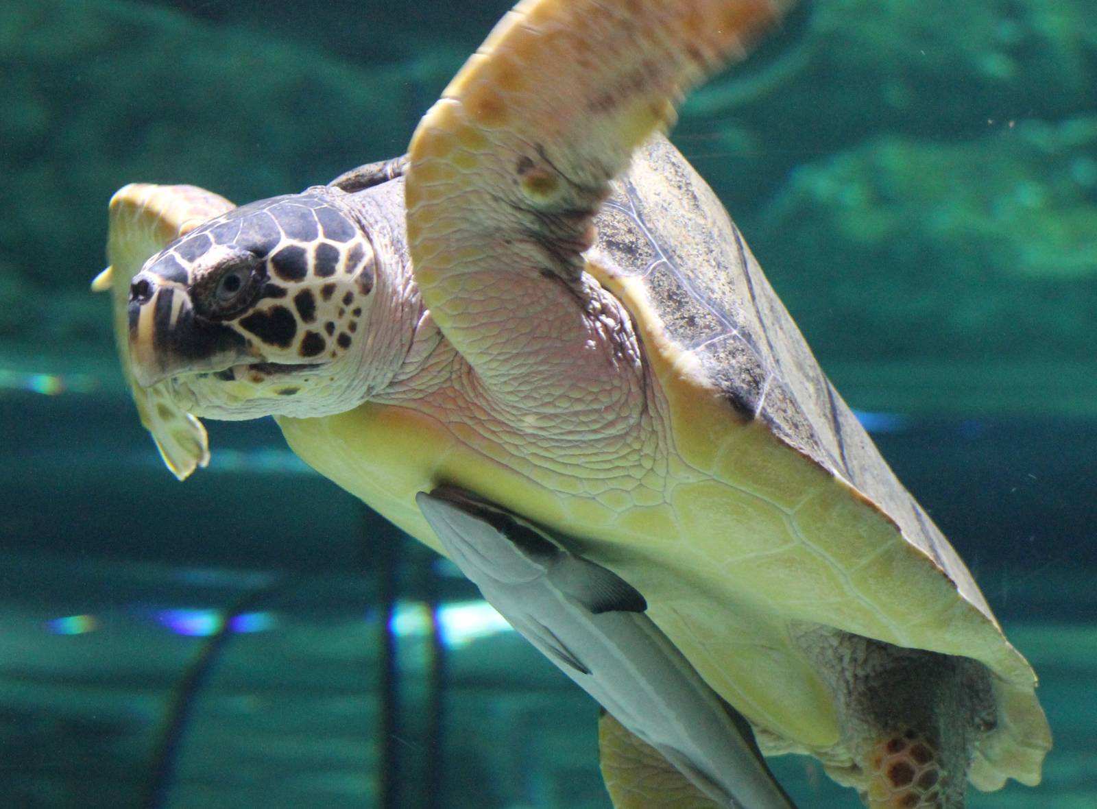 Sea turtle with remora