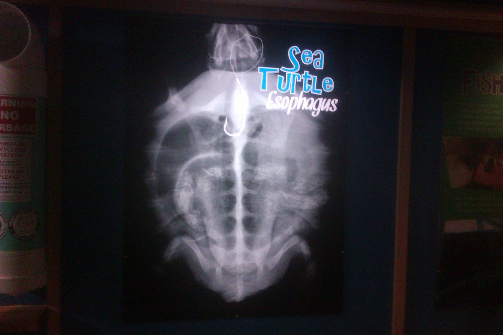 Sea Turtle X Ray